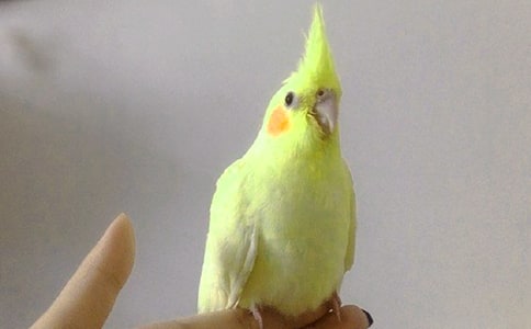 ���¿ɰ���С�������꼶����