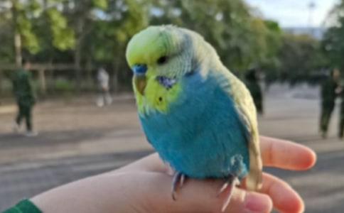 ���ر������ĵ�����300�ְ�ƪ