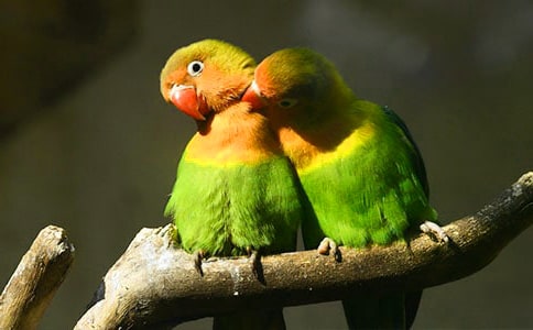 �ҵ�С��������