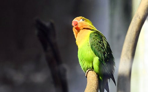 ��ѡ�ɰ�����������600��4ƪ