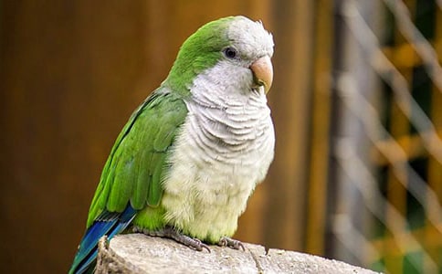 ���ľ�ѡ����350��