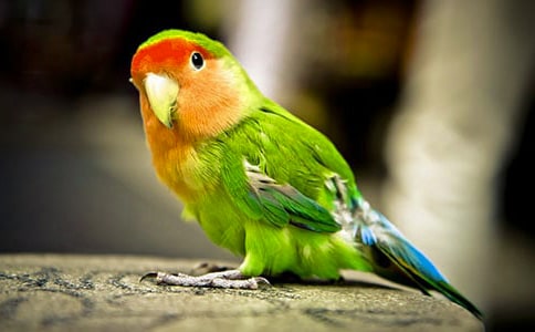 ��д���ĵ�����600����ƪ