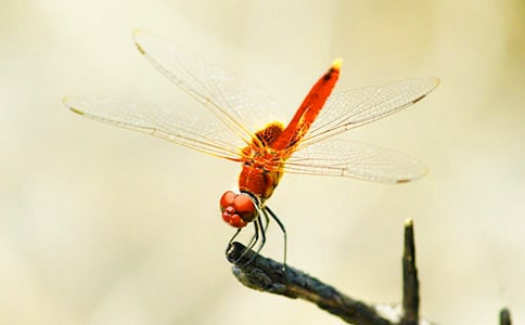 ��ѡ����������300��4ƪ