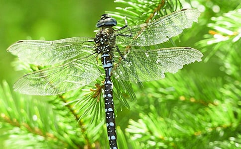 �����ѵ�����600�֣�ͨ��20ƪ��