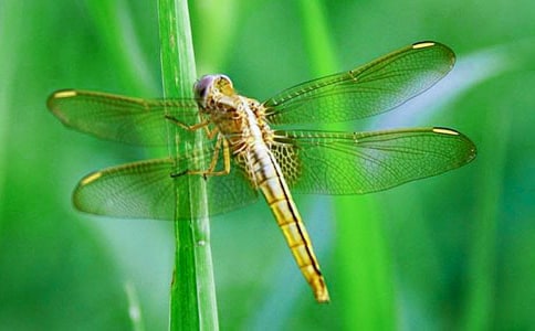 ׽����Сѧ���� 