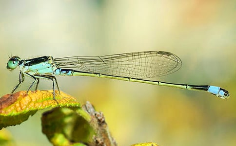 ��ʵ�á����꼶��������3ƪ