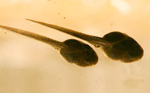 С�����꼶����