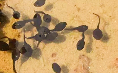 �������600��(��Ʒ8ƪ)