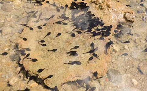 С�����꼶���ģ���ѡ55ƪ��