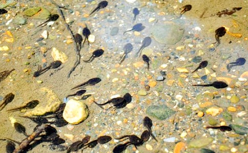 蝌蚪的作文300字8篇