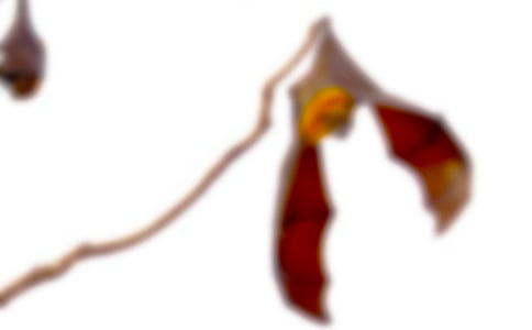 蝙蝠作文600字合集8篇