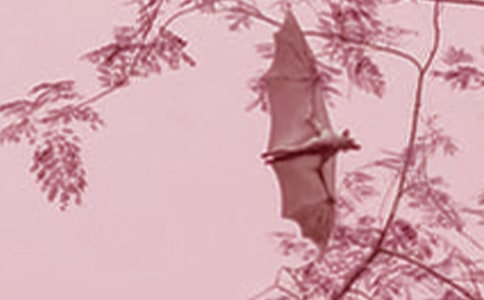 蝙蝠作文400字经典(10篇)