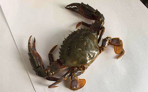 Χ���з��450������