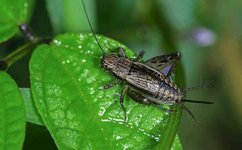 �������300��3ƪ(��ѡ)