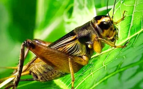 ������350�֣���ѡ39ƪ��