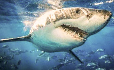 �й���������300����ƪ