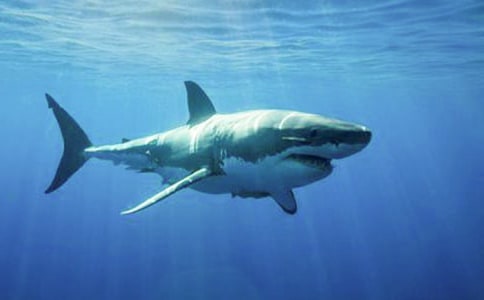 【精华】鲨鱼作文300字4篇