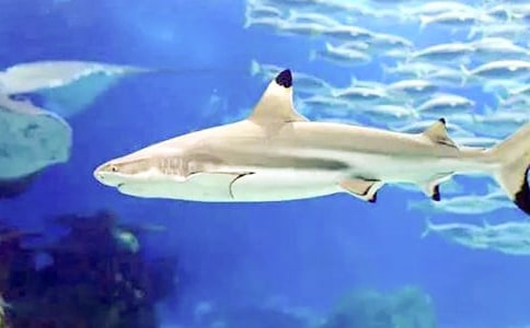 【精选】鲨鱼作文300字四篇