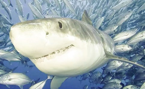 【精选】鲨鱼作文300字五篇