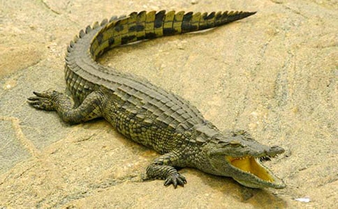 [����]�����㹫԰����