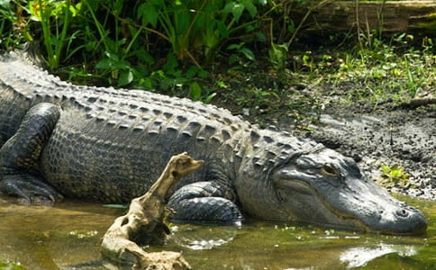 �����㹫԰����7ƪ