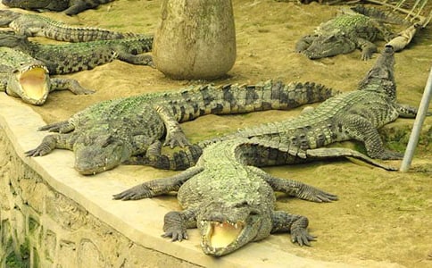 有趣的鳄鱼公园作文