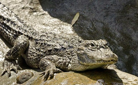 游鳄鱼公园作文