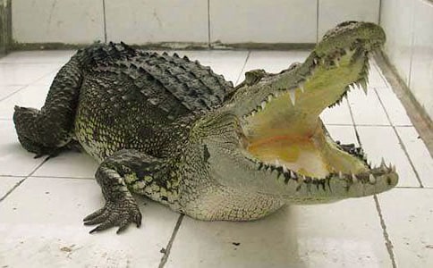 ������μǵ�����