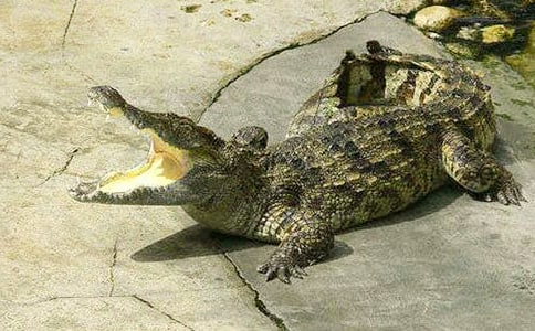 [����]�����㹫԰����