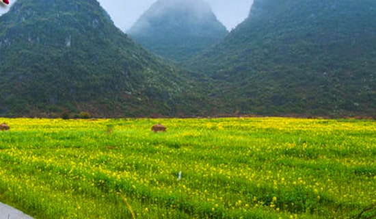 ����ѡ�����꼶�������Ļ���ƪ